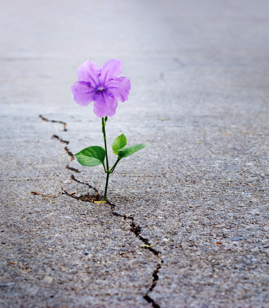 trauma and resilience and growth