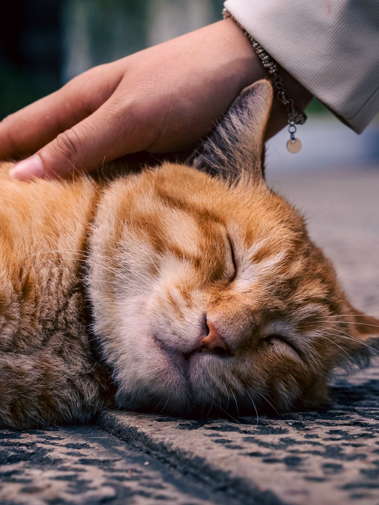Grieving my Pet